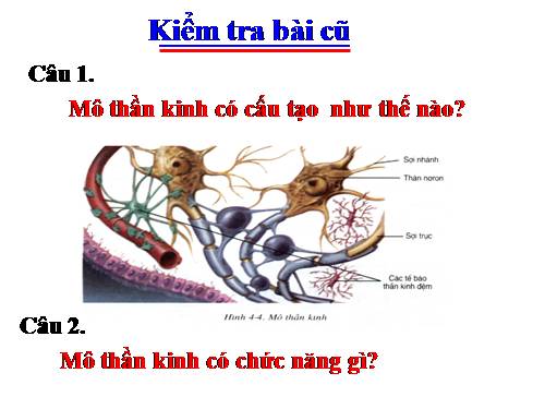 Bài 6. Phản xạ