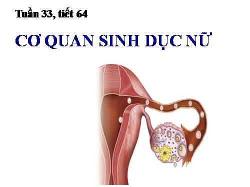 Bài 61. Cơ quan sinh dục nữ