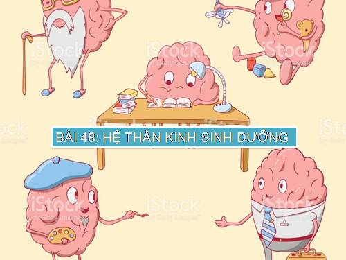 Bài 48. Hệ thần kinh sinh dưỡng