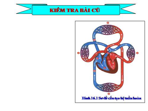 Bài 17. Tim và mạch máu