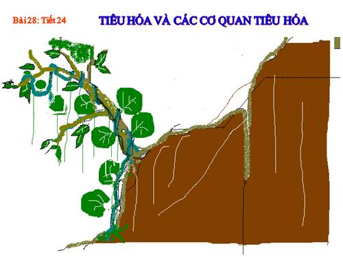 Bài 24. Tiêu hóa và các cơ quan tiêu hóa