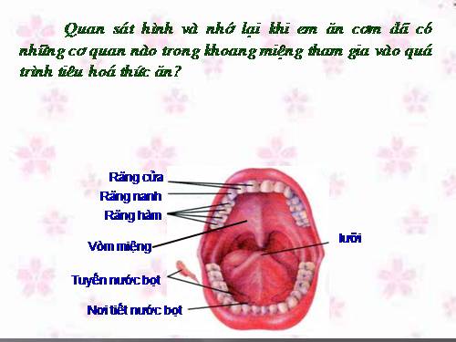 Bài 25. Tiêu hóa ở khoang miệng