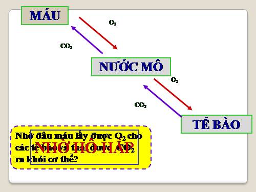 Bài 20. Hô hấp và các cơ quan hô hấp