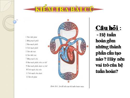 Bài 17. Tim và mạch máu