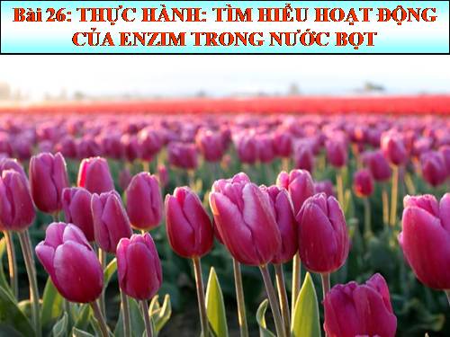 Bài 26. Thực hành: Tìm hiểu hoạt động của enzim trong nước bọt