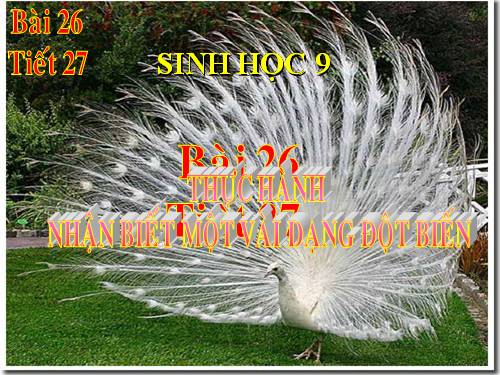 Bài 23. Thực hành: Hô hấp nhân tạo