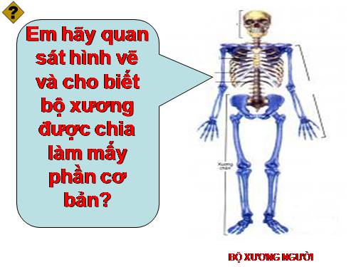 Bài 7. Bộ xương