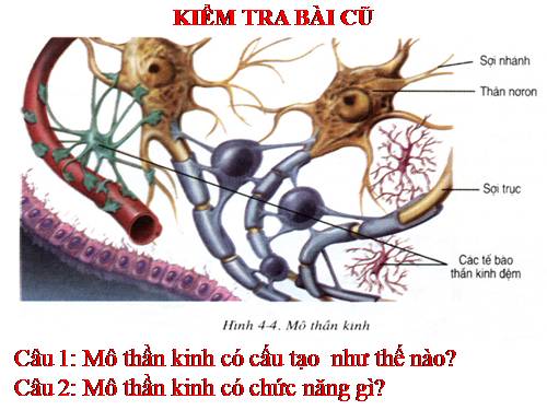 Bài 6. Phản xạ