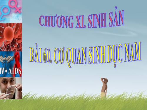 Bài 60. Cơ quan sinh dục nam