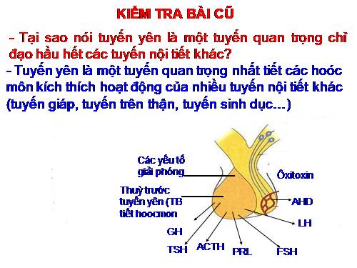 Bài 59. Sự điều hòa và phối hợp hoạt động của các tuyến nội tiết