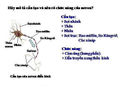 Bài 43. Giới thiệu chung hệ thần kinh