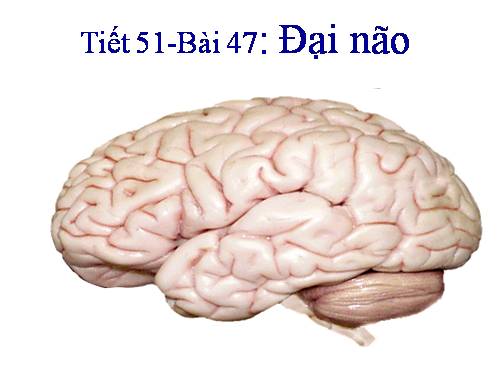 Bài 47. Đại não