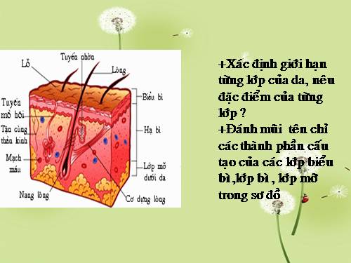 Bài 41. Cấu tạo và chức năng của da