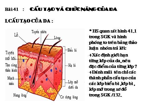 Bài 41. Cấu tạo và chức năng của da