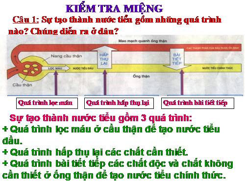 Bài 40. Vệ sinh hệ bài tiết nước tiểu