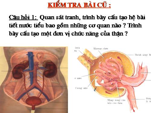 Bài 39. Bài tiết nước tiểu