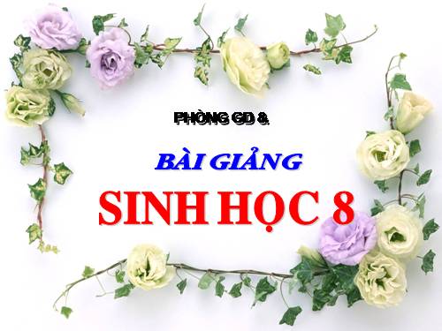 Bài 24. Tiêu hóa và các cơ quan tiêu hóa