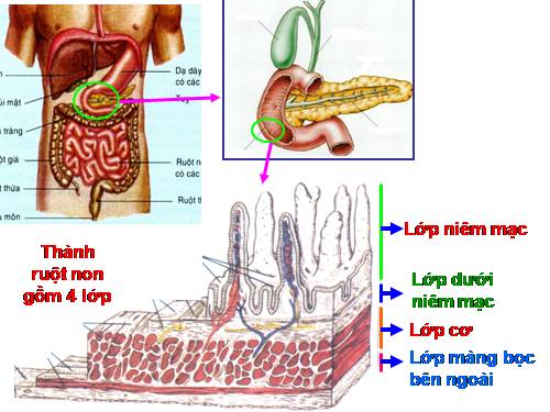 Bài 28. Tiêu hóa ở ruột non