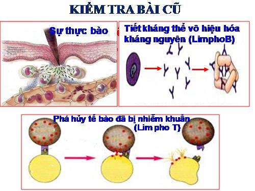 Bài 15. Đông máu và nguyên tắc truyền máu