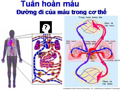 tranh hỗ trợ dạy học