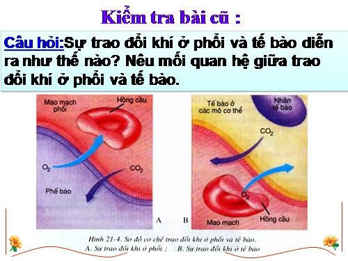 Bài 22. Vệ sinh hô hấp