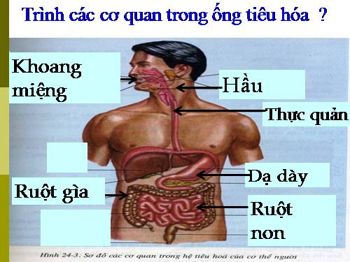 Bài 25. Tiêu hóa ở khoang miệng