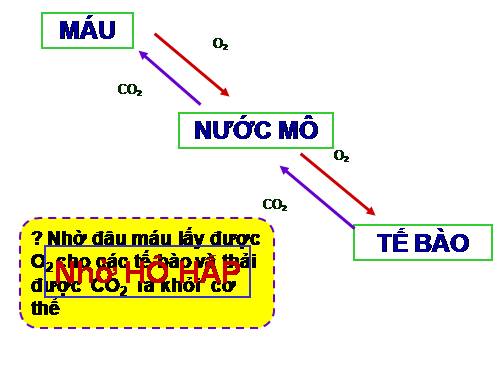 Bài 20. Hô hấp và các cơ quan hô hấp