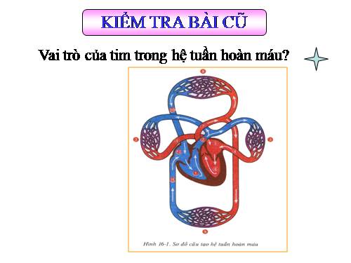 Bài 17. Tim và mạch máu