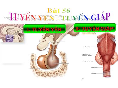 Bài 56. Tuyến yên, tuyến giáp