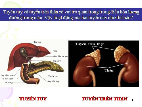 Bài 57. Tuyến tụy và tuyến trên thận