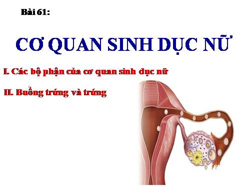 Bài 61. Cơ quan sinh dục nữ