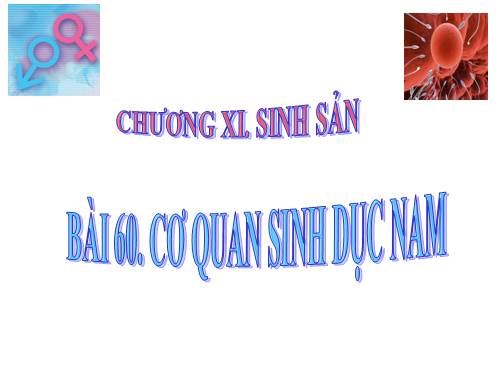 Bài 60. Cơ quan sinh dục nam