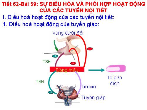 Bài 59. Sự điều hòa và phối hợp hoạt động của các tuyến nội tiết