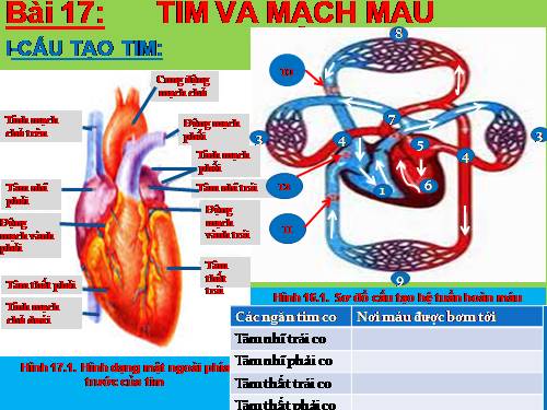 Bài 17. Tim và mạch máu