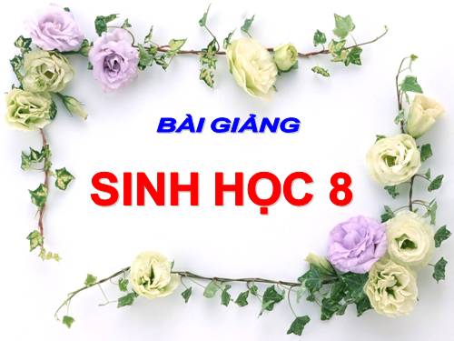 Bài 24. Tiêu hóa và các cơ quan tiêu hóa