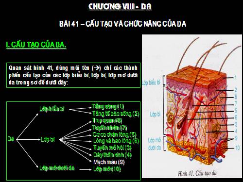 Bài 41. Cấu tạo và chức năng của da