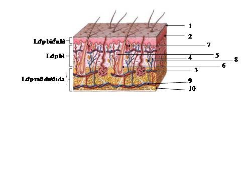 Bài 41. Cấu tạo và chức năng của da