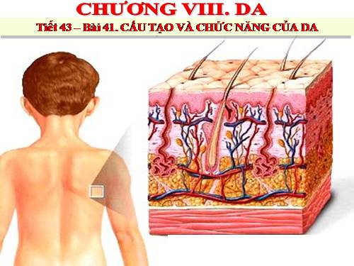 Bài 41. Cấu tạo và chức năng của da