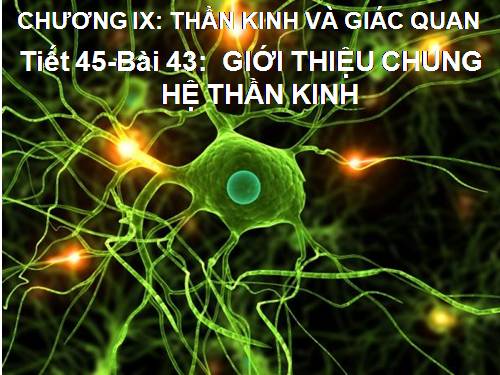 Bài 43. Giới thiệu chung hệ thần kinh