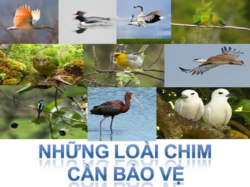 cac loai dong vat quy hiem