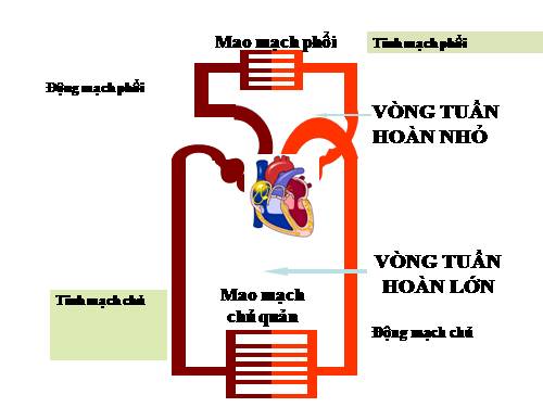 Bài 17. Tim và mạch máu