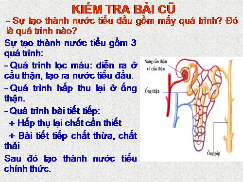 Bài 40. Vệ sinh hệ bài tiết nước tiểu