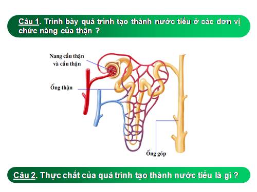 Bài 40. Vệ sinh hệ bài tiết nước tiểu