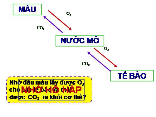 Bài 20. Hô hấp và các cơ quan hô hấp