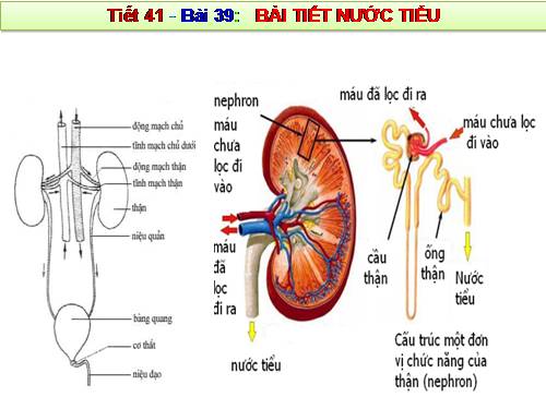 Bài 39. Bài tiết nước tiểu