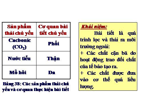 Bài 39. Bài tiết nước tiểu