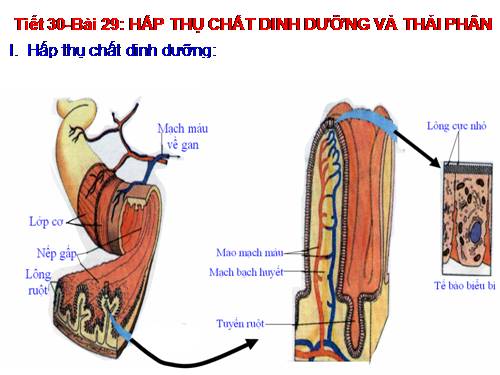 Bài 29. Hấp thụ chất dinh dưỡng và thải phân