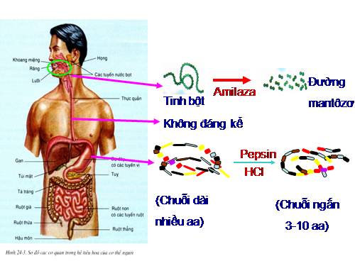 Bài 28. Tiêu hóa ở ruột non