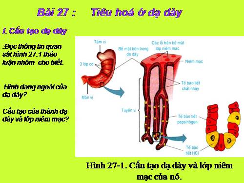 Bài 27. Tiêu hóa ở dạ dày