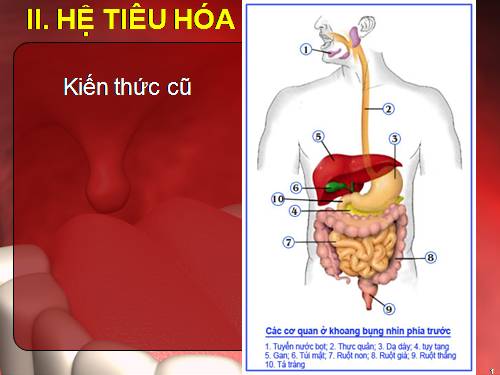 Bài 24. Tiêu hóa và các cơ quan tiêu hóa